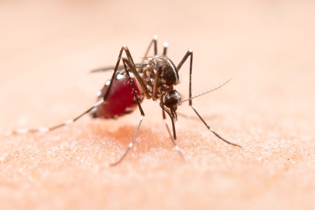 Secretaria de Estado da Saúde garante acesso dos municípios a medicamentos e insumos contra a Dengue 